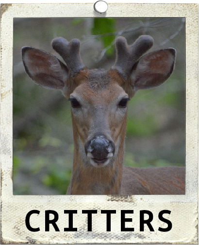 Critters Polaroid