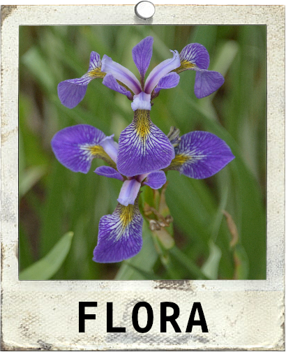 Flora Polaroid
