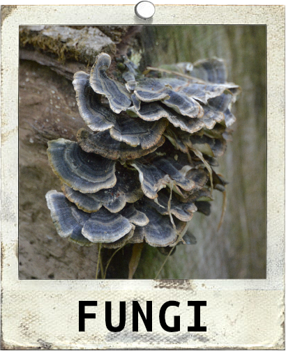 Fungi Polaroid